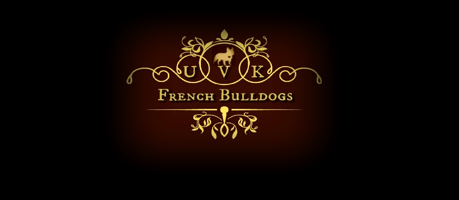 AKC French Bulldogs