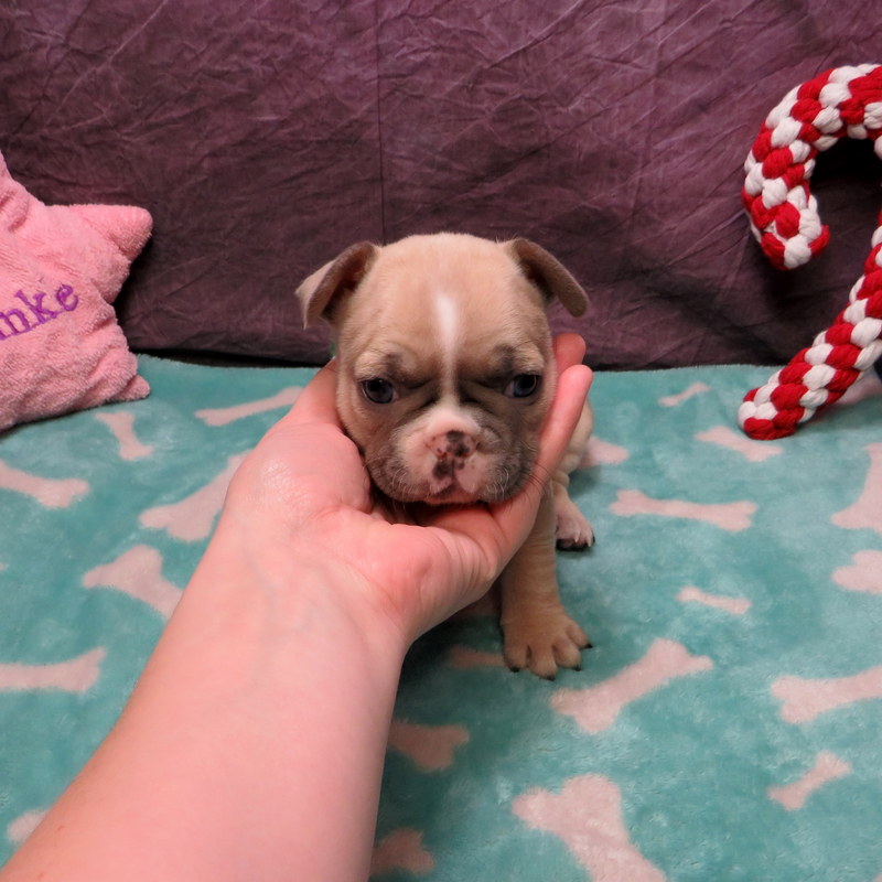 Honey and Cash Pups ~ AKC French Bulldog Puppies for Sale ~ AKC French ...