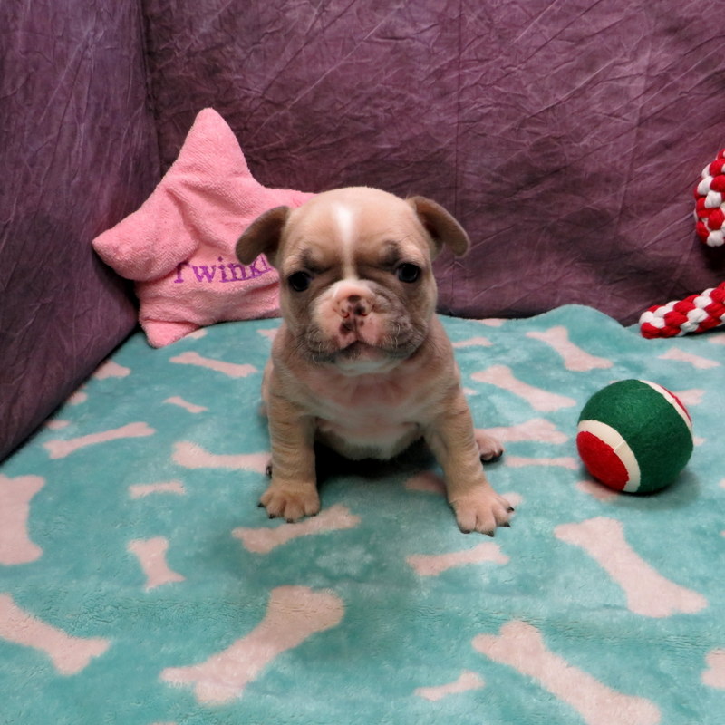 Honey and Cash Pups ~ AKC French Bulldog Puppies for Sale ~ AKC French ...