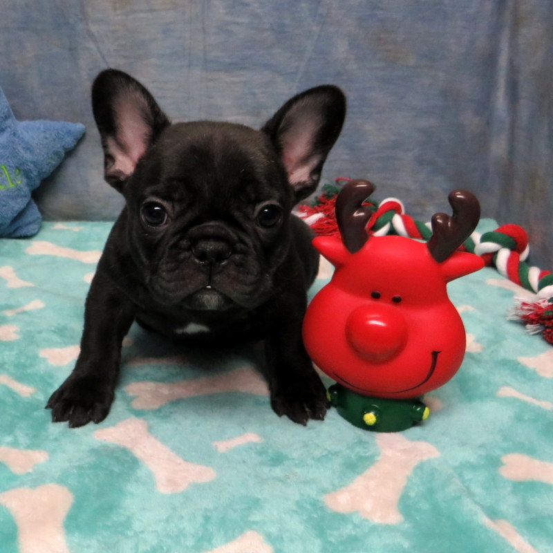 Jazmine and Gunner Pups AKC French Bulldog Puppies for Sale AKC