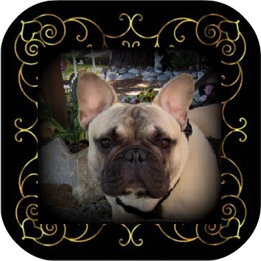 Male French Bulldog