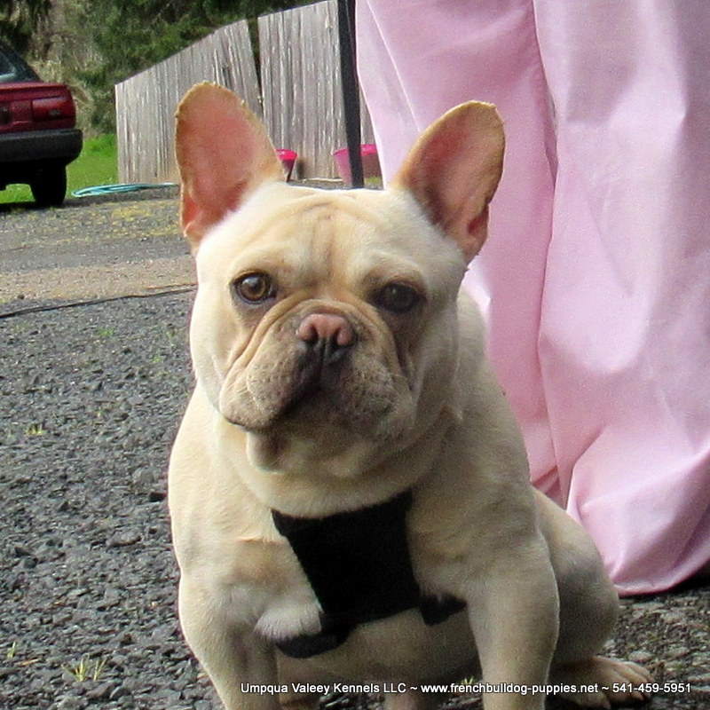 Francisco AKC French Bulldog Puppies for Sale AKC
