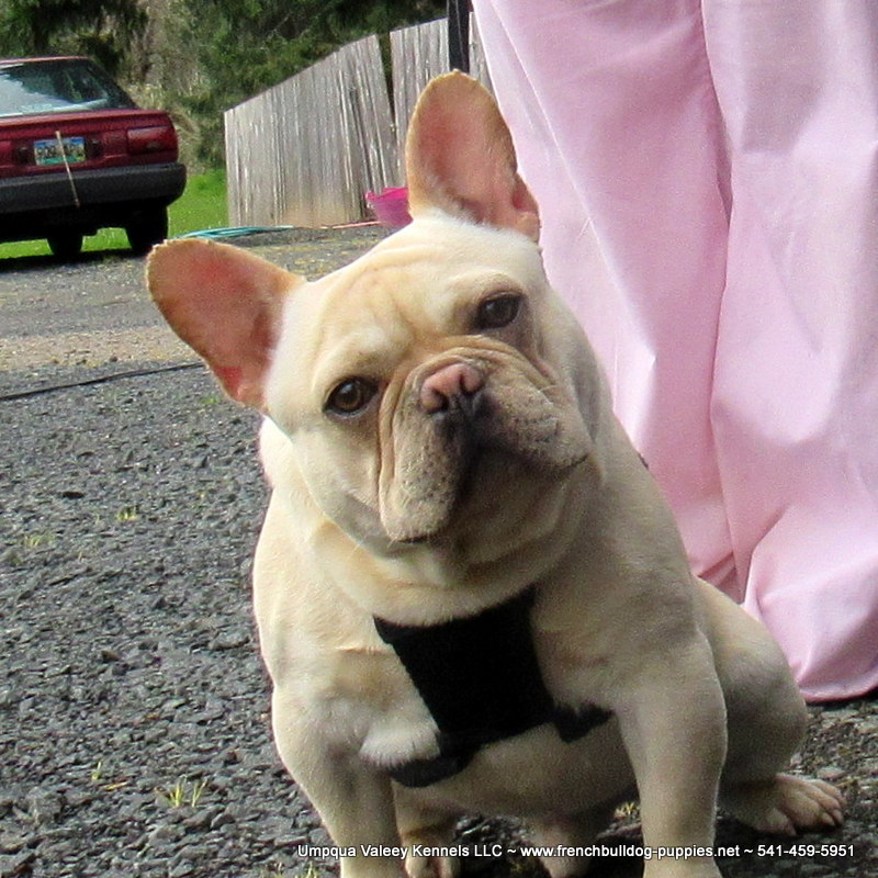 Francisco ~ AKC French Bulldog Puppies for Sale ~ AKC ...