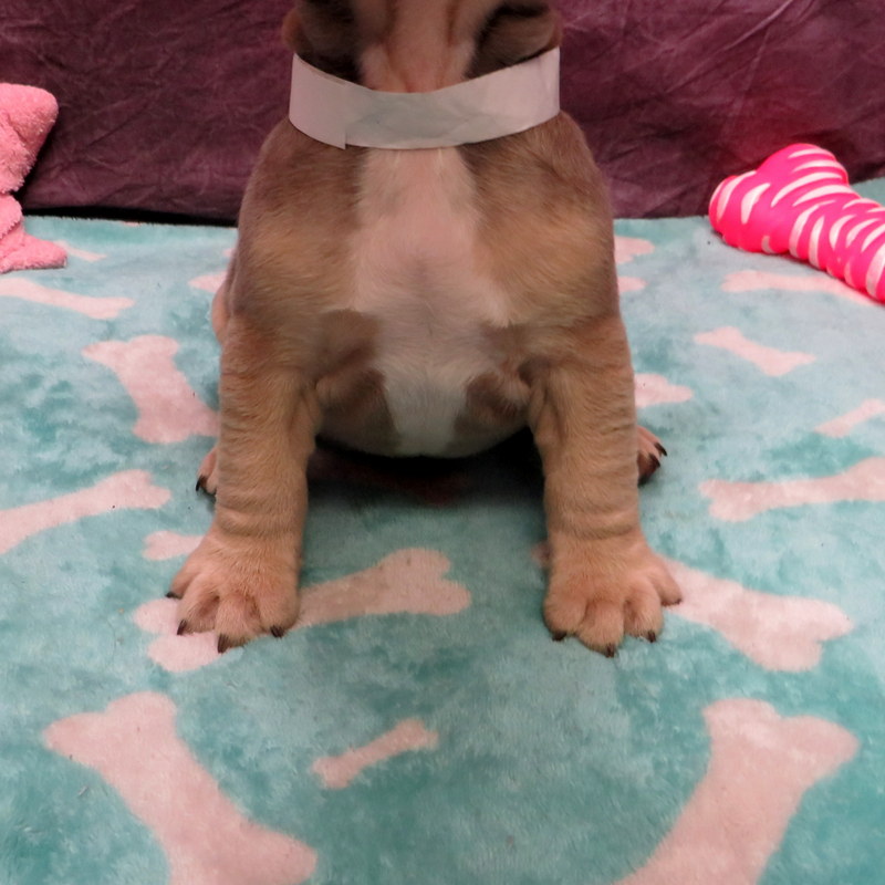 Honey and Cash Pups ~ AKC French Bulldog Puppies for Sale ~ AKC French ...