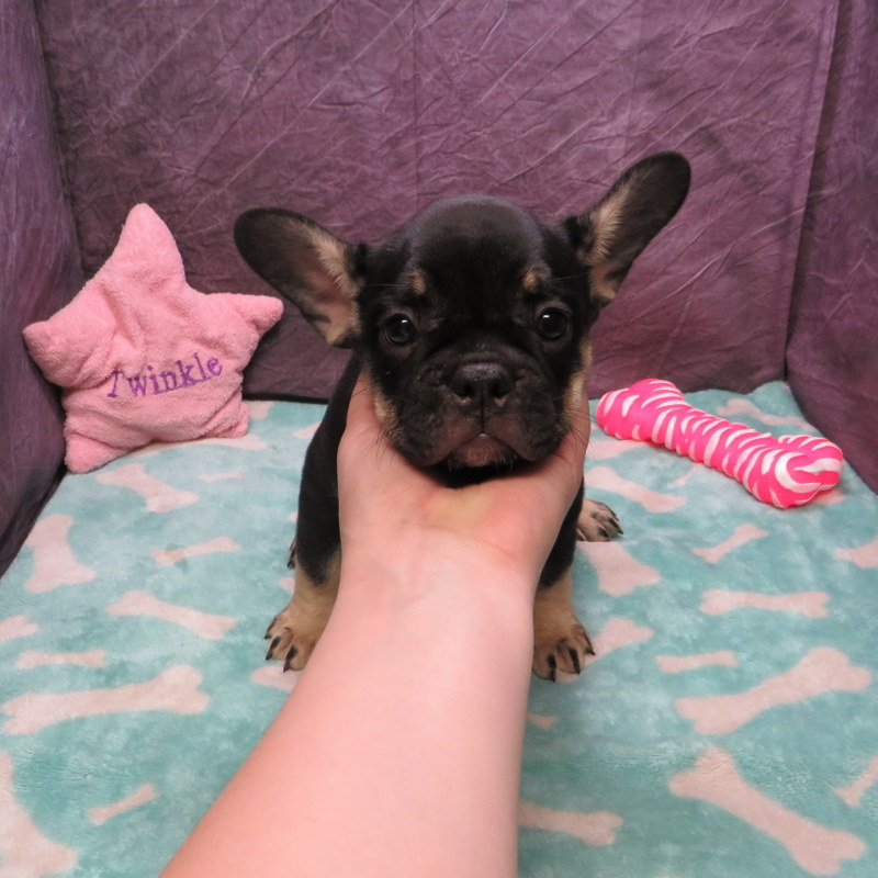 French bulldog akc for sale outlet