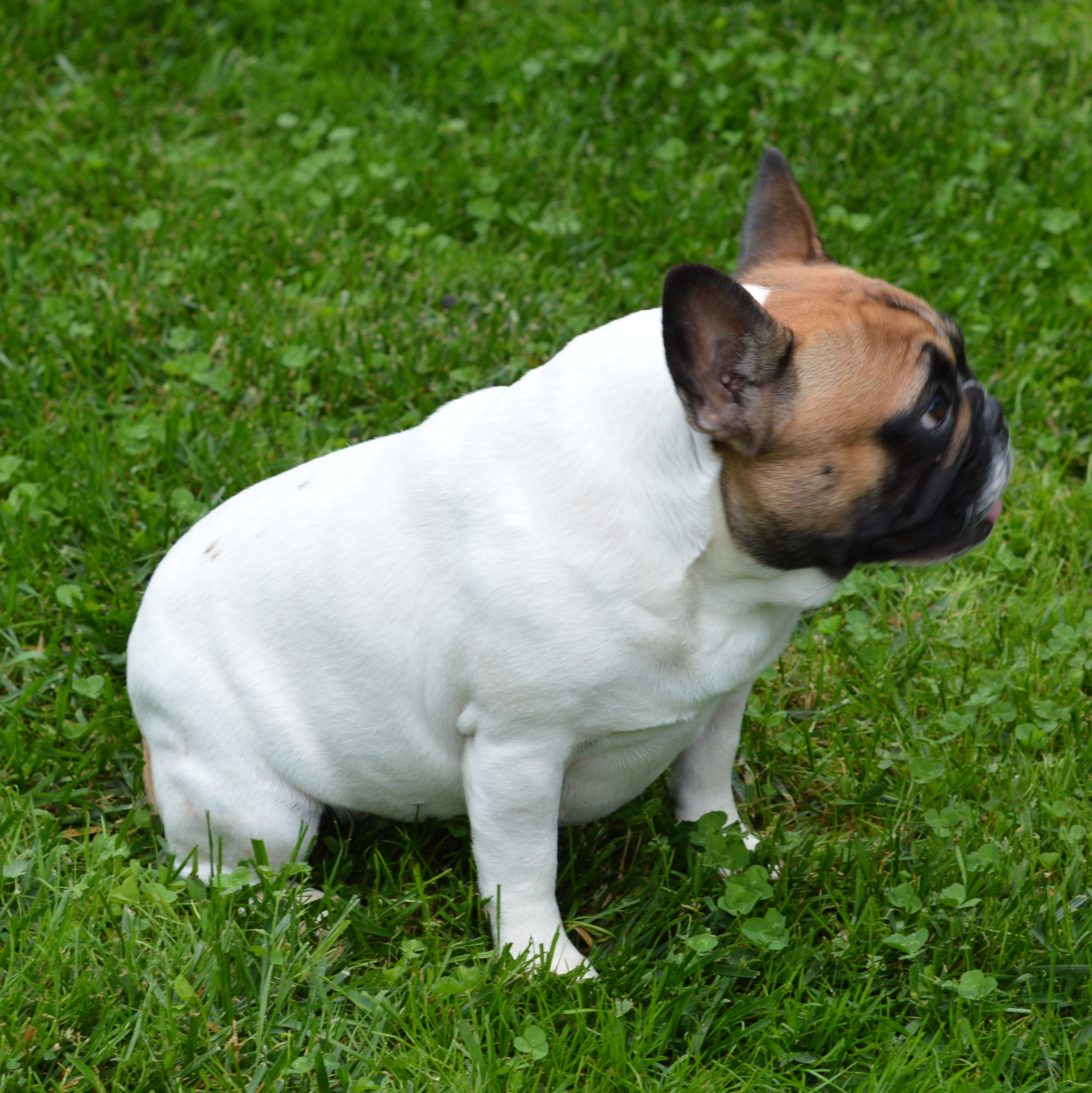 Pyper AKC French Bulldog Puppies for Sale AKC French