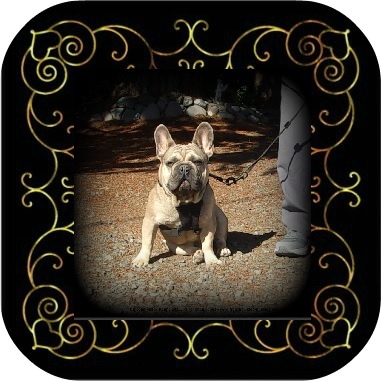Male French Bulldog