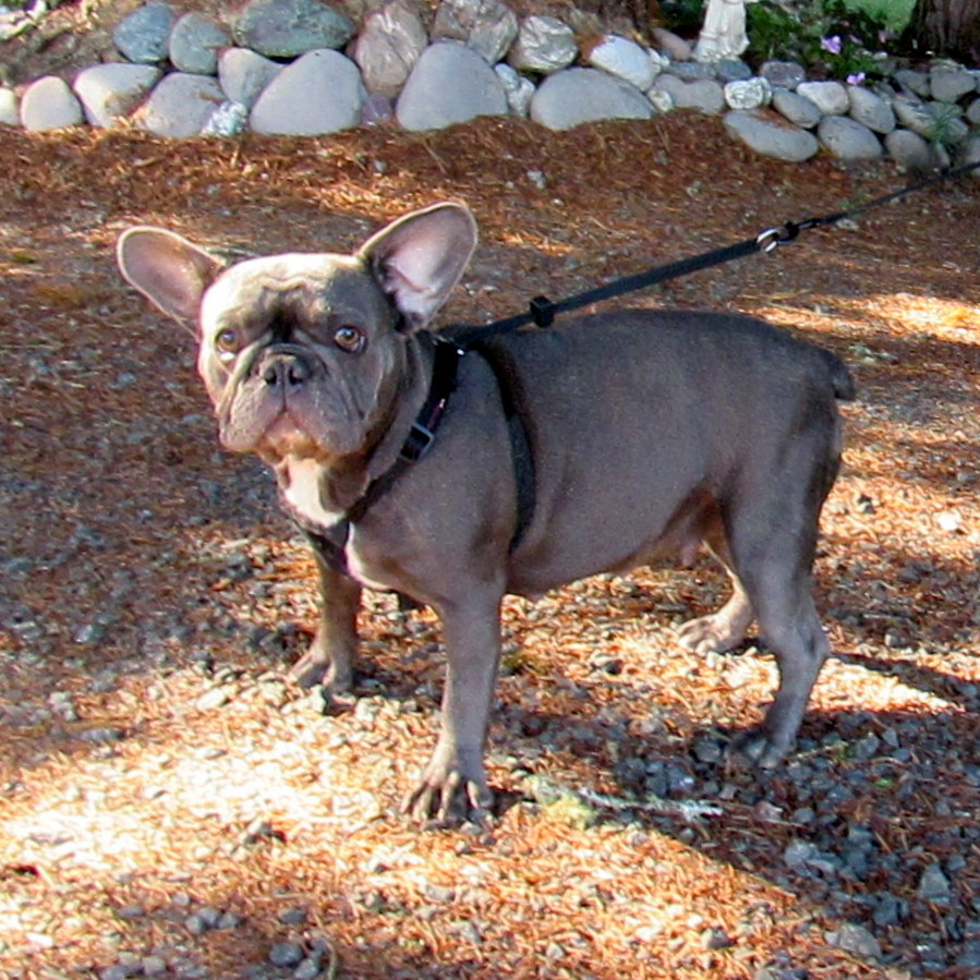 Tiffany AKC French Bulldog Puppies for Sale AKC French