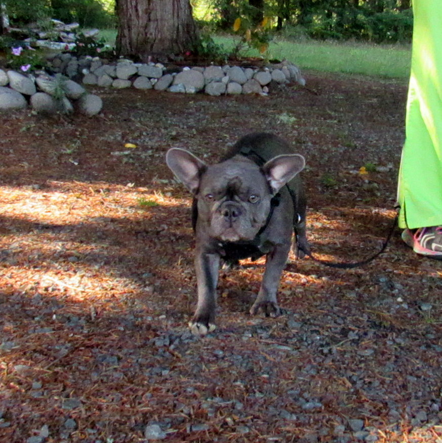 37 HQ Pictures French Bulldog Oregon Umpqua / French Bulldogs In The Oregon Snow~ - YouTube
